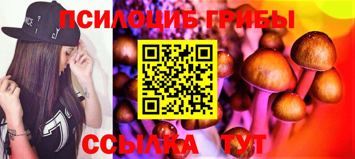 Псилоцибиновые грибы Psilocybe Великий Новгород